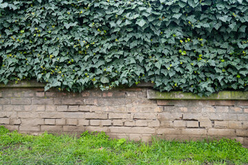 City wall with green fence