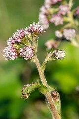 Obraz premium Close up of winter heliotrope (petasites pyrenaicus) flowers in bloom