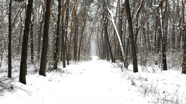 Camera moving along path among winter piny forest. View of walking along trail through snowy woodland. Snow-covered branches of pine trees at park. Beautiful nature landscape at background. Slow mo