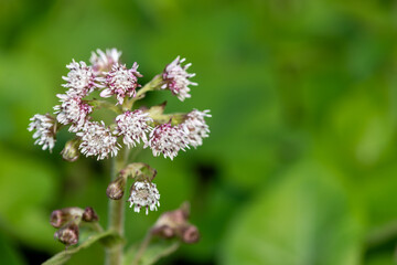 Close up of winter heliotrope (petasites pyrenaicus) flowers in bloom