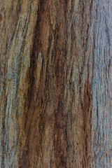 bark of a tree