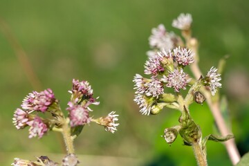 Close up of winter heliotrope (petasites pyrenaicus) flowers in bloom
