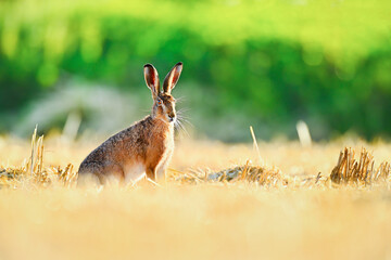 Rabbit in the field in the morning