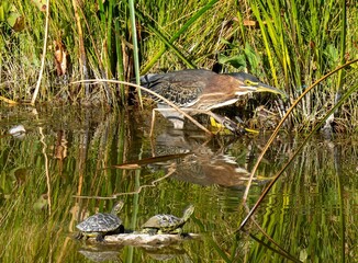 Green Heron w/turtles