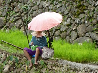 Farmer having lunch in the terraced rice fields of Batad