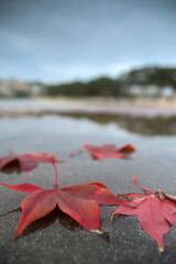Red autumn leaves lie on the water near the sea beach - 709256524