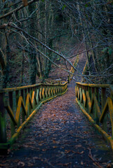 Wooden path in autumn park - 709256711
