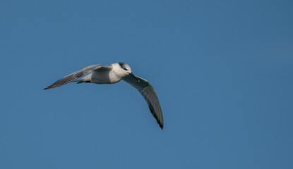 sandwich tern in flight over the mediterranean sea	