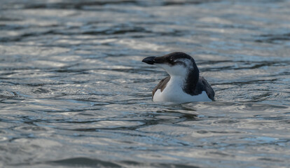 Young razorbill swimming in the mediterranean sea	