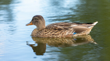 Female duck swimming on a lake on a warm summer morning