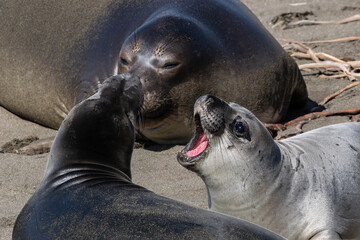 Northern Elephant Seals (Mirounga angustirostris) on beach north of Cambria, California. One with mouth open, calling to another.
