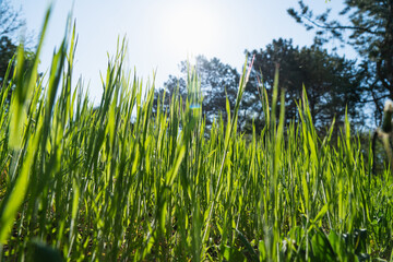 Summer background. Green grass close-up