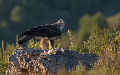 The majestic Bonelli´s eagle with her prey, Spain	