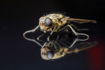 Photo of a fly with reflection close up on the black acrylic glass.