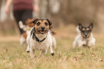 two small Jack Russell Terrier are running and playing togehter in the meadow in autumn