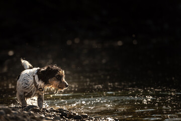 contrastive: small jack russell terrier engaging in waterside activities in dark, backlit...