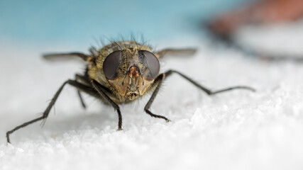 Fly on the white crystals background. Close up
