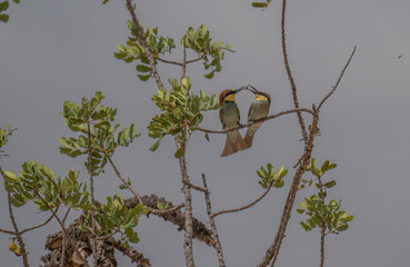 couple of European bee-eater sharing a wasp on the branch	