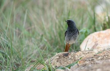 The male of the black redstart on a stone	