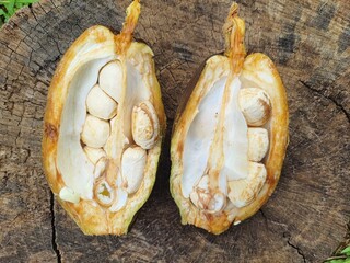 Exotic fruit of Pachira aquatica Aubl. cut in half on a tree trunk. It is a tree from the Malvaceae or Bombacaceae family native to Central and South America. Commonly known as munguba, castanet.