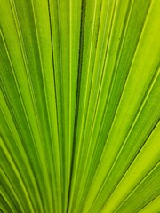 Close-up on licuala palm leaf, full frame, with selective focus. Backgrounds and textures.