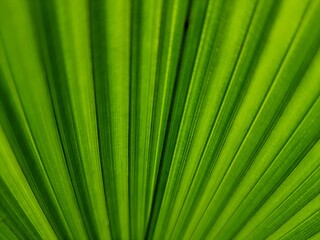 Close-up on licuala palm leaf, full frame, with selective focus. Backgrounds and textures.