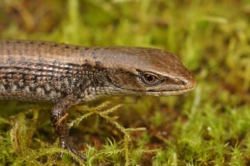 Closeup on a North American Southern alligator lizard, Elgaria multicarinata, on green moss