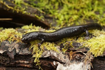 Closeup on a black adult of the endangered North-American Del Norte salamander, Plethodon elongatus on the forest floor