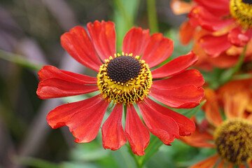 Closeup on a brilliant red sneezeweed,, Helenium autumnale flower in the garden