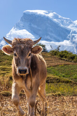View of a calf in the Peruvian Andes with the background of the Huascaran snow-capped mountain.