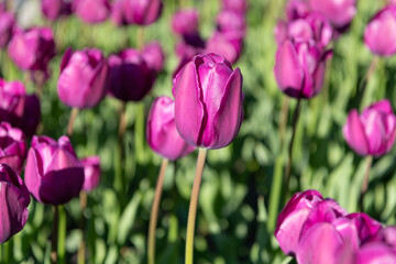 Obraz premium tulip flower in summer. photo of tulip flower. tulip flower in spring. tulip flower