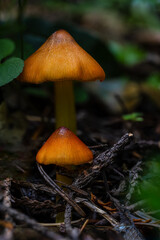 Fruiting Bodies of a Witch's Hat