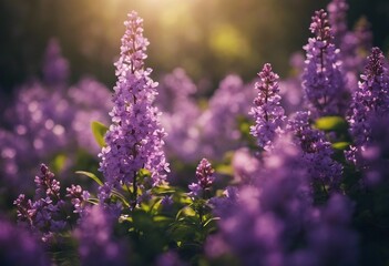 Spring flowering bloom wallpaper Many lilac purple wild flowers in forest on glade glow in sun on a