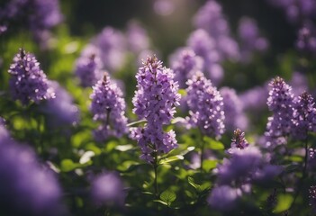 Spring flowering bloom wallpaper Many lilac purple wild flowers in forest on glade glow in sun on a