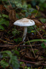 Fruiting Body of a Hygrophorus Mushroom