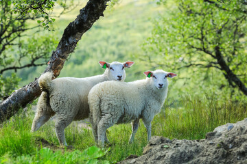 Norwegian white sheep