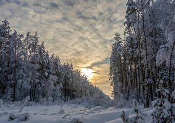sunset in the winter forest