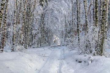 Road in winter forest