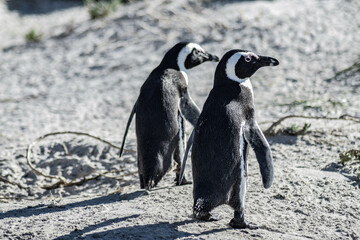 Penguins on the beach in south africa, boulders beach, simons town, cape town