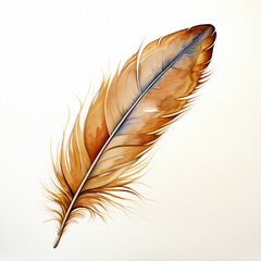 feather on white white feather isolated on white background