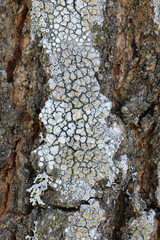 Brown rim-lichen, Lecanora chlarotera, growing on Norway maple in Finland