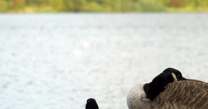 Kanadag&auml;nse auf einem Steg am Wasser sich umschauend