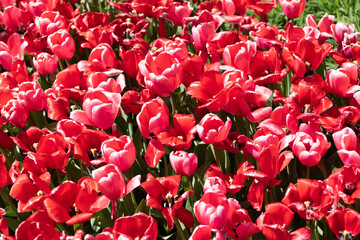 Flower of tulip. Flowering nature closeup. Macro of flowering tulip. Tulip flower. Natural flower plant. Flora nature. Bright blooming flower in nature. Tulip field background. Bulb flowers