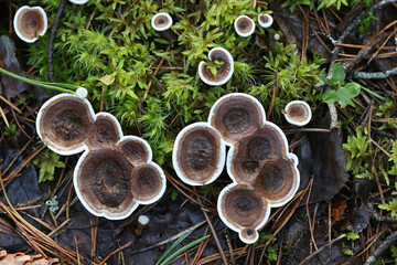 Woolly Tooth, Phellodon tomentosus, also called Hydnum tomentosum, wild fungus from Finland