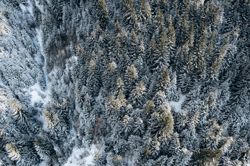 Top view with snow covered trees in pine forest in mountains