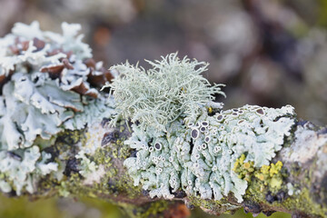 Bristly beard lichen, Usnea hirta, and various other epiphytic lichens (monk's-hood lichen, hairy...