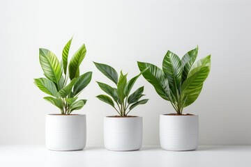 Green plant in white pot on white background. - Powered by Adobe