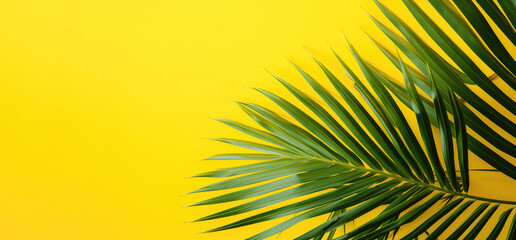 yellow banner, green leaf, background, copy space, typing, leaf, palm, green, nature, tree, texture, pattern, plant, abstract, tropical, leaves, summer, foliage, close-up, grass, palm leaf, natural, f