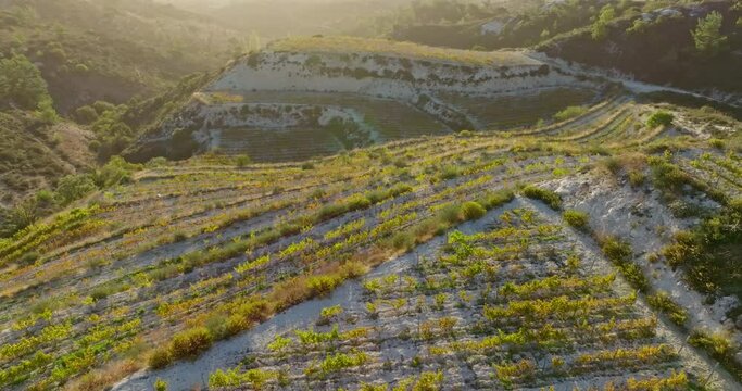 Majestic Heights in Viticulture: An Aerial Saga Depicting the Elevated Elegance of Grape-growing Terraces Amidst the Peaks and Valleys. High quality 4k footage