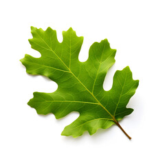 Fototapeta premium Green Oak leaf isolated on a white background 